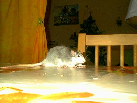 mr rat